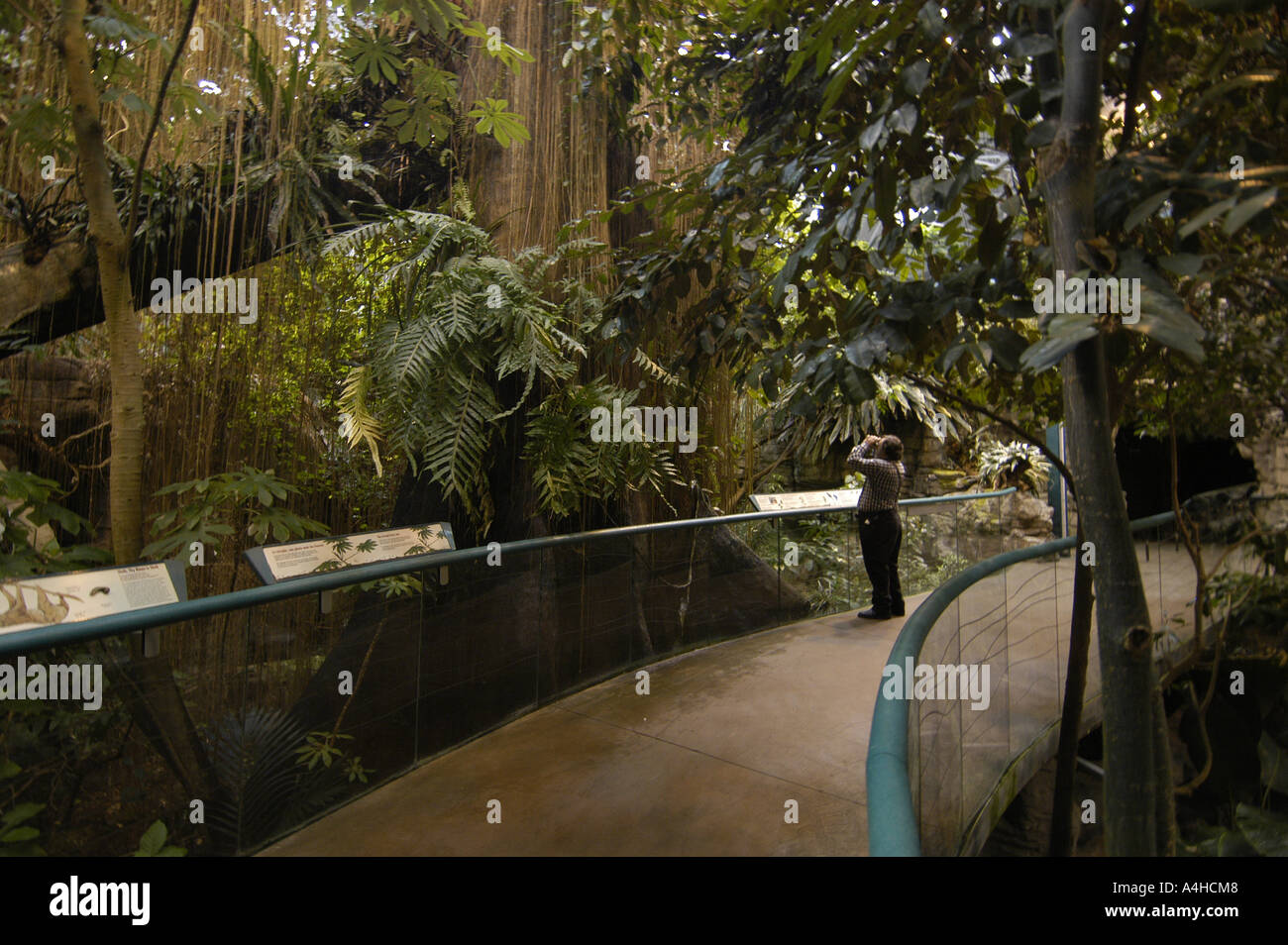 Biodome Wasser fließt über den Felsen und Farne in einer Anzeige in den tropischen Regenwald der Biodome in Montreal Quebec in Kanada Montreal Quebec Kanada Nordamerika Zoo Aquarium Gefangenschaft Bildung Architektur Arena Montrealer Olympiastadion Turm Tourismus touristische Attraktion Biodome Montreal Provinz Quebec tropischen Regenwald lernen Bildung Urlaubsort für Familien Reisen erkunden Stockfoto