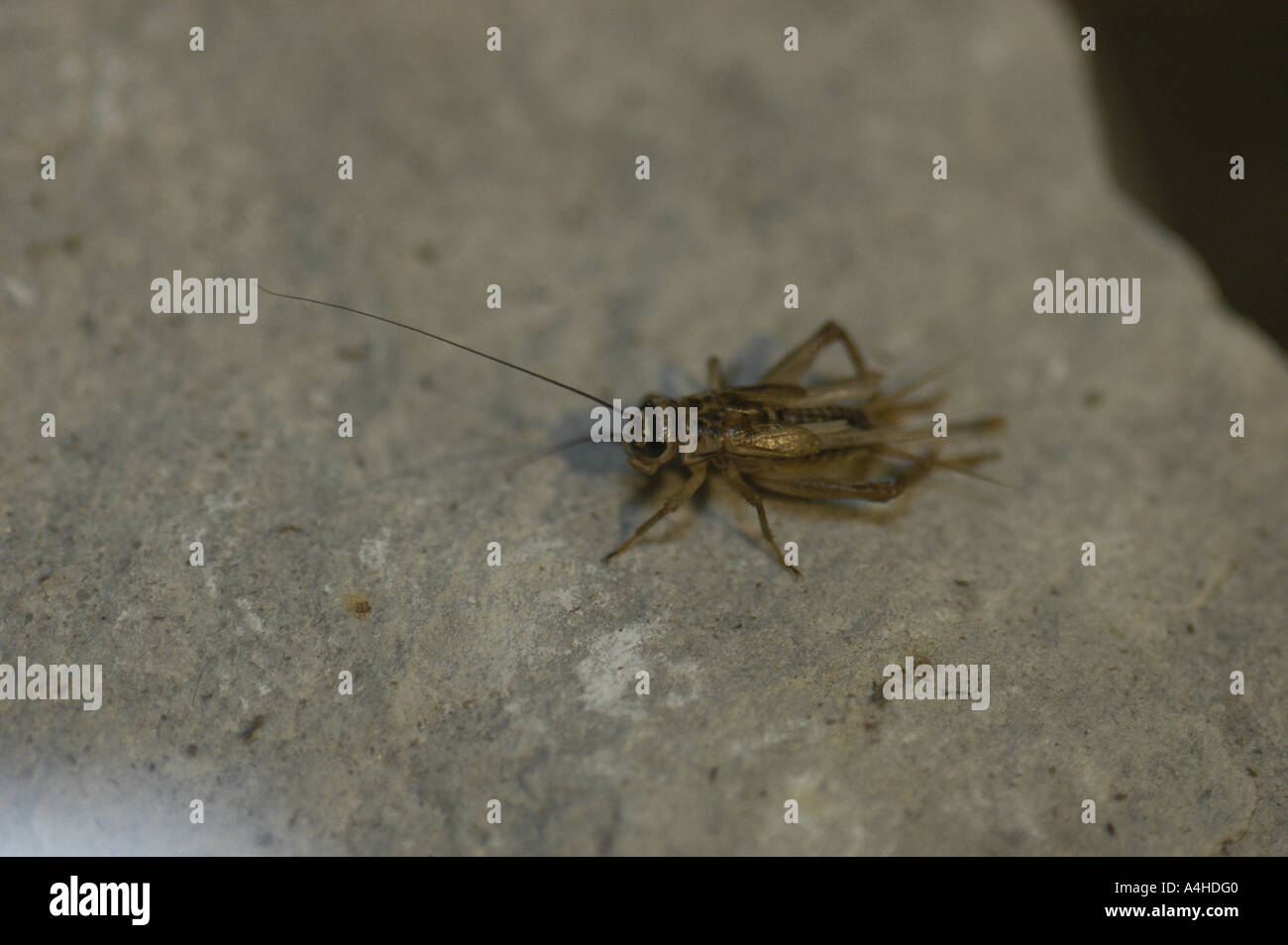 Cricket Tier Insekt Grillen Haustiere Lärm Wald Bauernhof Nahrungskette  Antenne musikalische laut Arthropoden Fehler Farbe crawly Stockfotografie -  Alamy