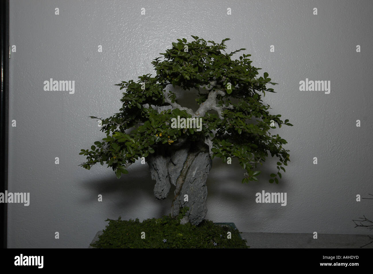 ume bonsai Ume Japanese Apricot-Japanese Plum Bonsai 18 – Bella Bonsai Nursery main image 1