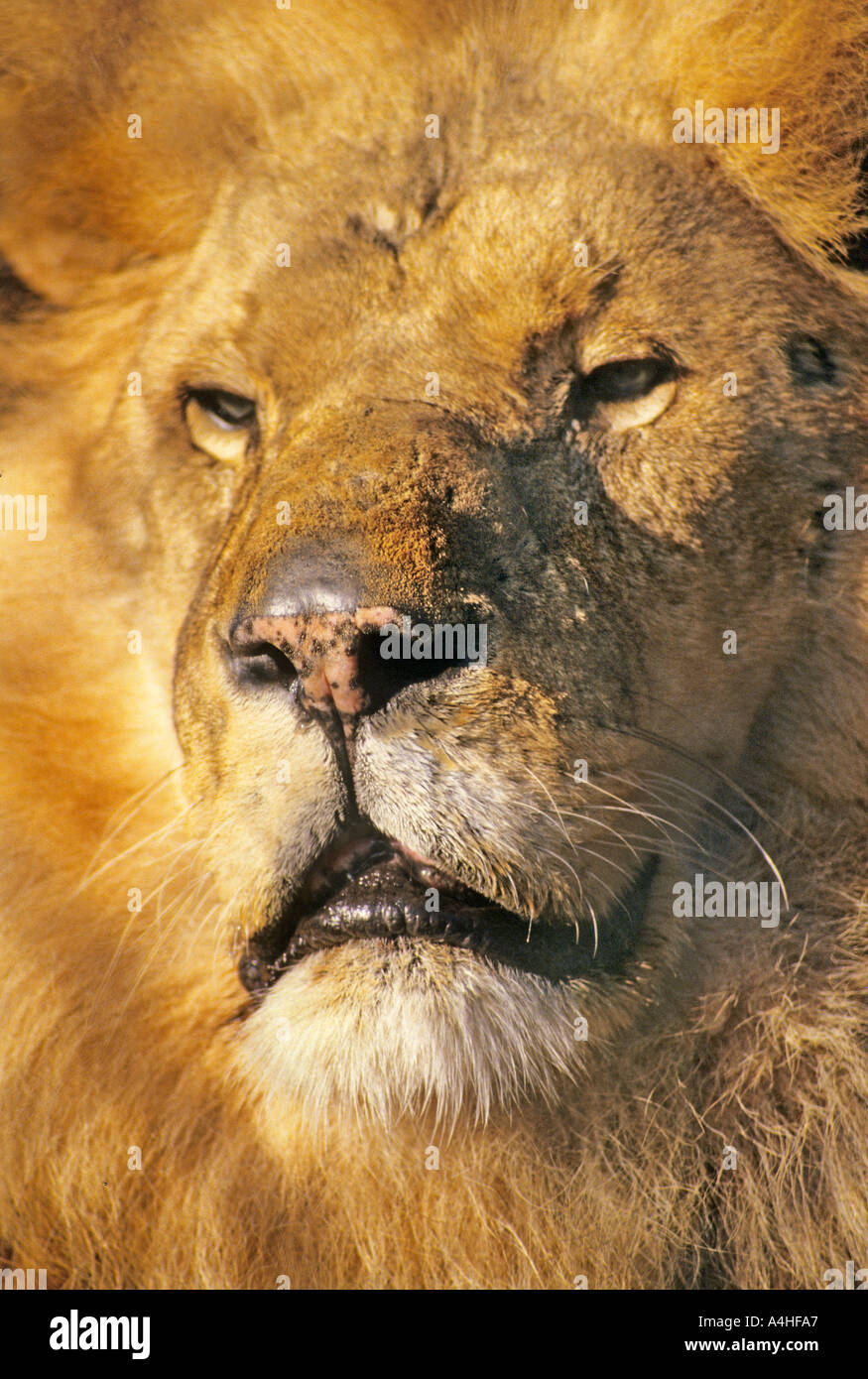 Männlicher Löwenkopf Kenia Afrika Stockfoto