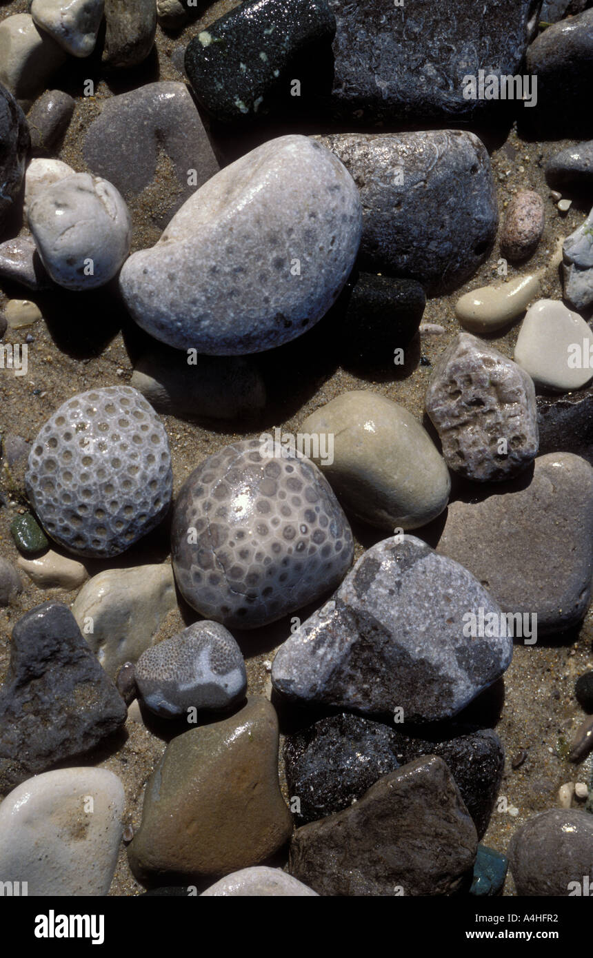 Petosky Stone oder versteinerten Korallen auf Kopfsteinpflaster Strand Stockfoto