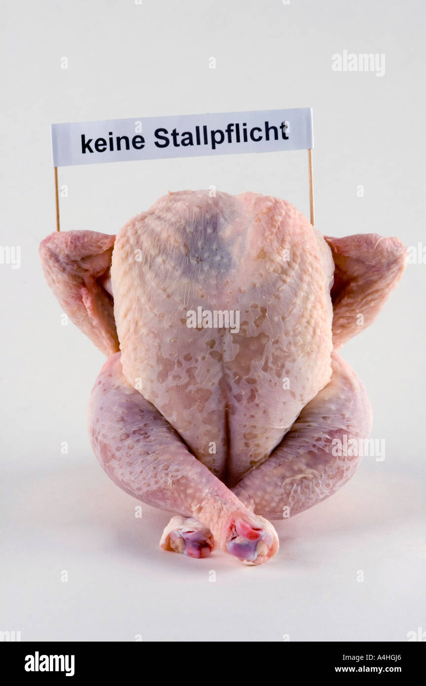 Huhn Vogel Grippe Influenza Pandemie Krankheit Biohazard Gefahr gefährlich Gesundheit sicher Sicherheit Vorsorge Stockfoto