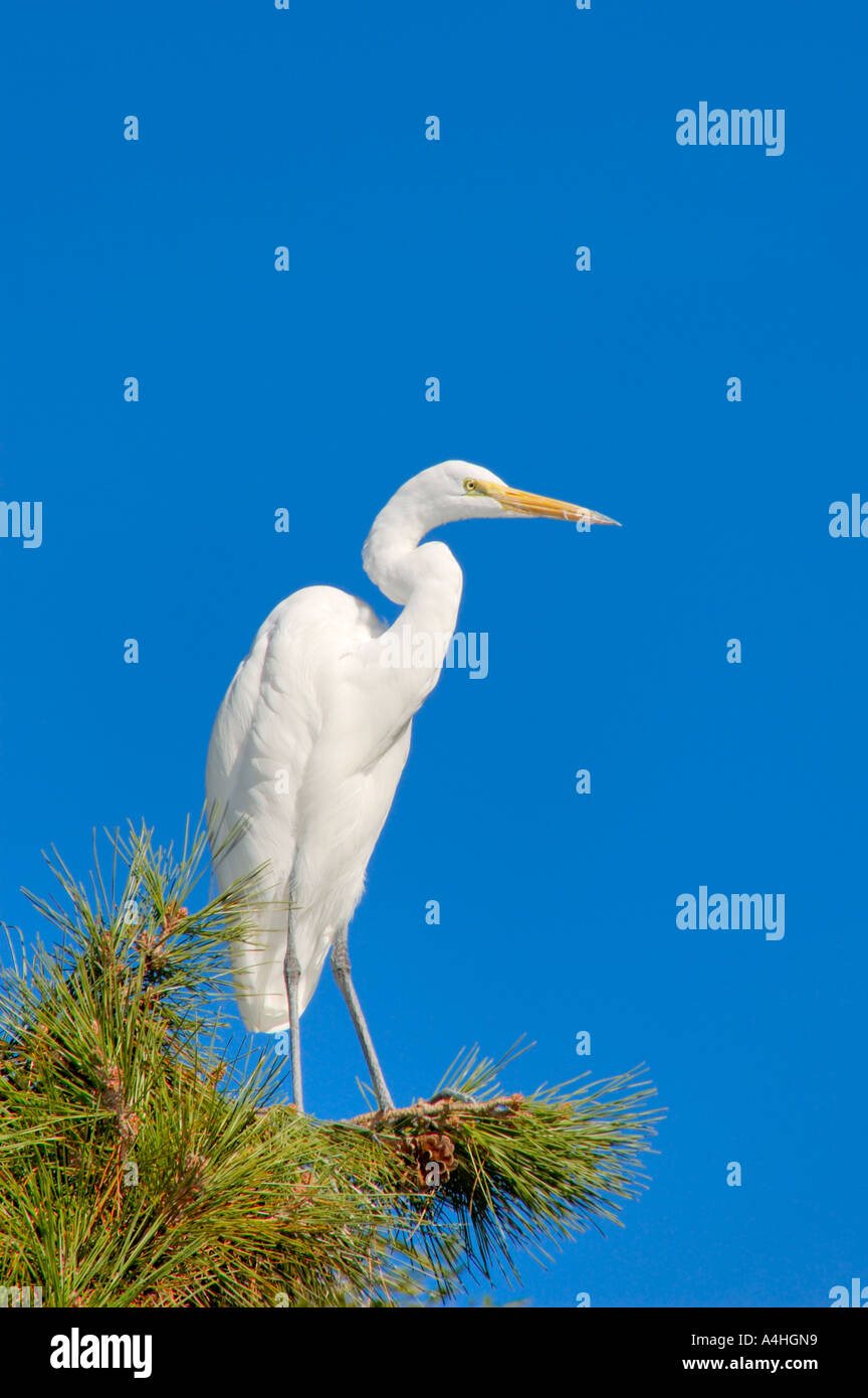 Verschneite Silberreiher auf Kiefer Ast gegen klarer Himmel Stockfoto