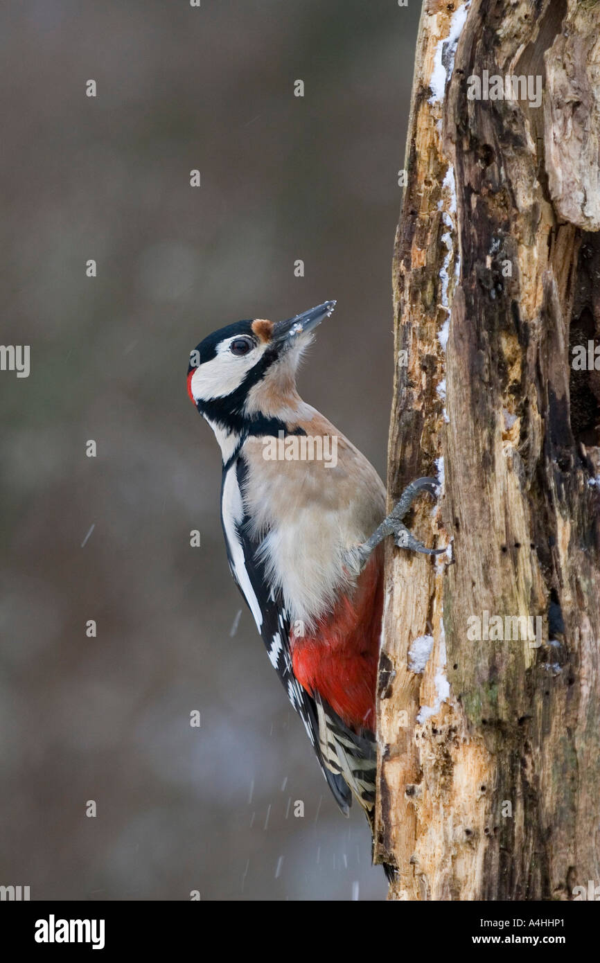 Gefleckte Specht an einem Baum sitzend Stockfoto