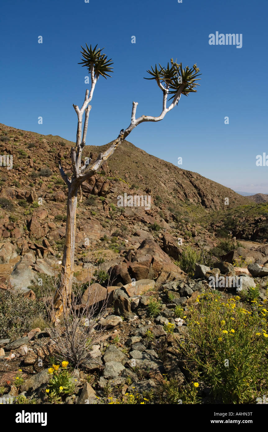 Baster Kokerboom Aloe Pillansii Ai Ais Richtersveld Transfrontier Park Namaqualand Südafrika Stockfoto