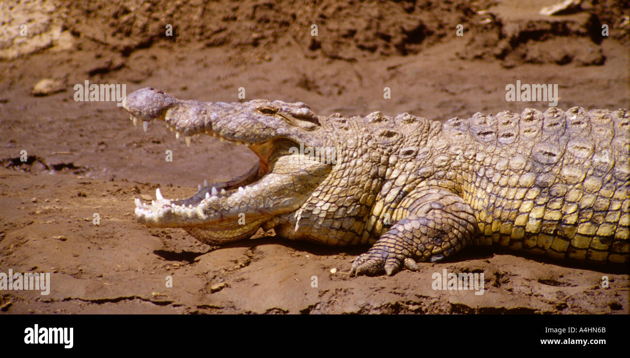 Nil-Krokodil mit offenen Mund Maasai Mara Kenia Crocodylus niloticus Stockfoto