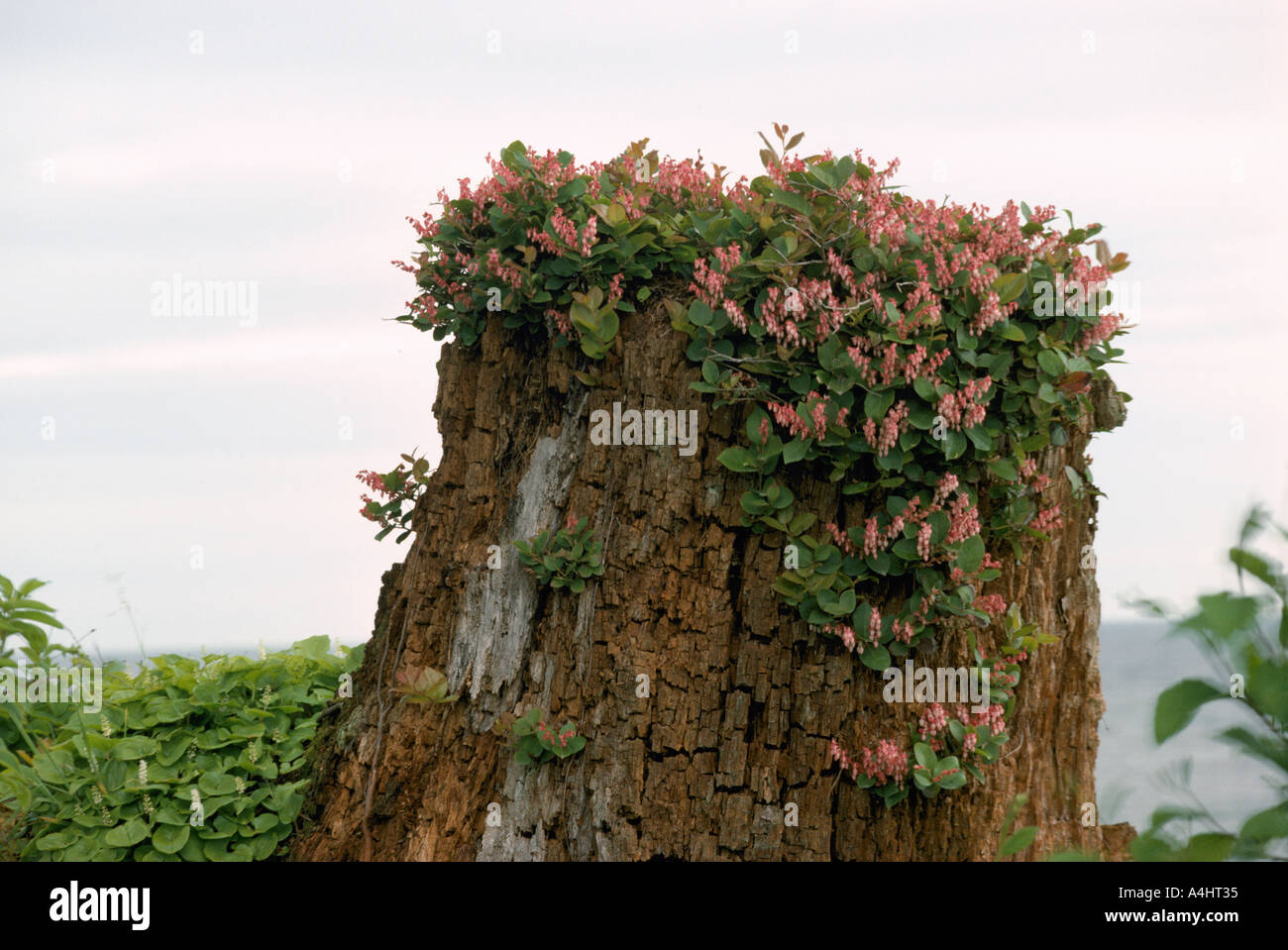Salal (Callunen Shallon) wachsen und blühen auf einen Toten und Decomposing Tree Stump, BC, Britisch-Kolumbien Kanada Stockfoto