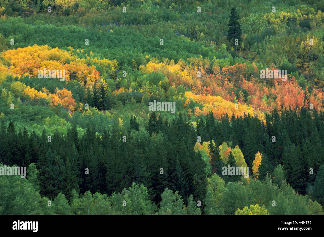 Ein Mischwald Laub- und Nadelbäume im Herbst in den Cariboo Region, BC, Britisch-Kolumbien, Kanada Stockfoto