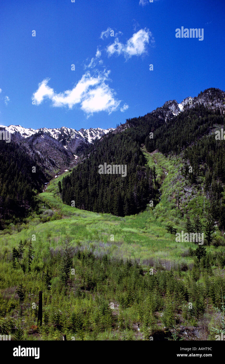 Lawine-Pfad in das Küstengebirge in British Columbia Kanada Stockfoto
