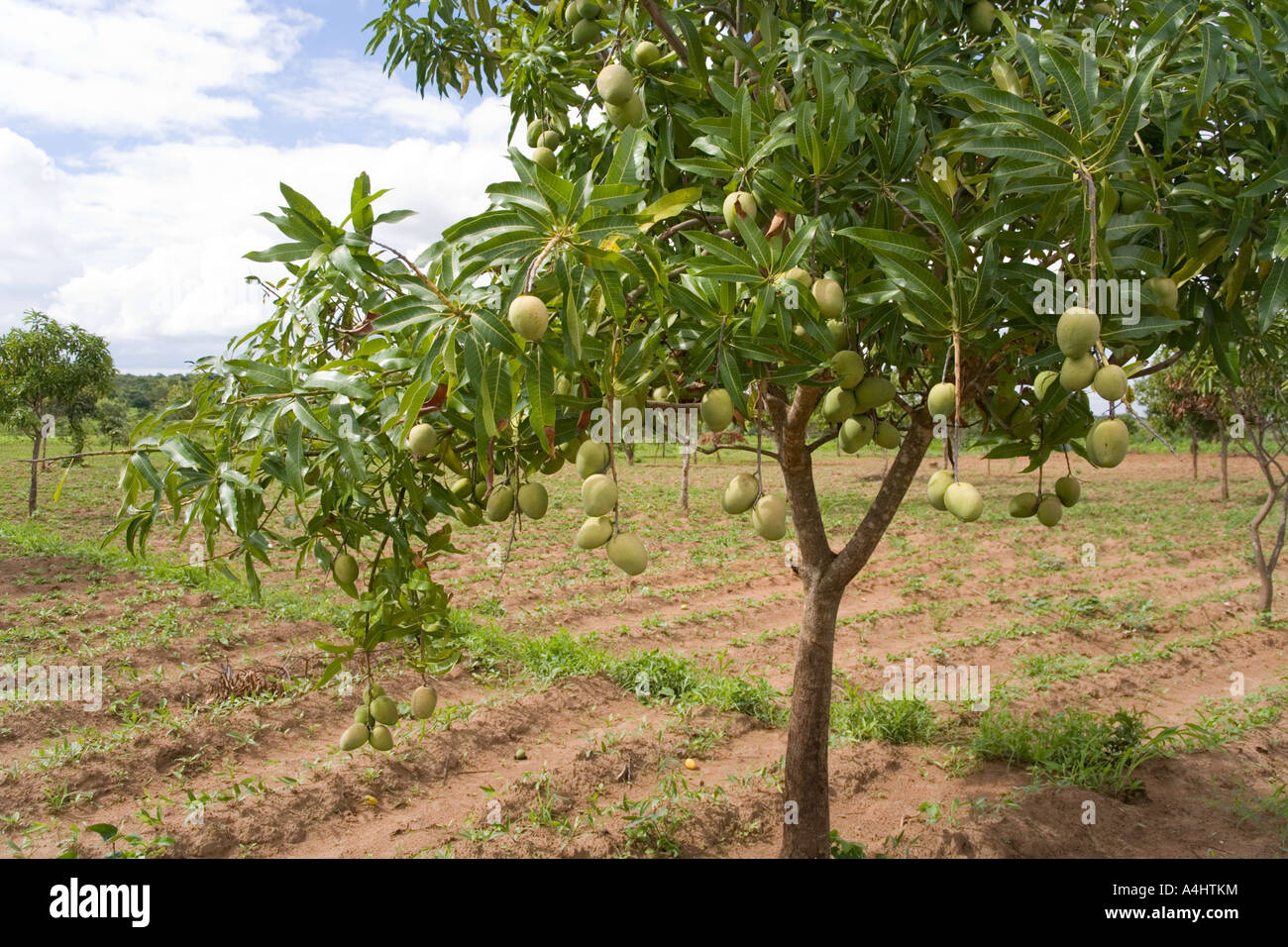 Ein Mangobaum in der Nähe von Makosana MalawiAfrika Stockfotografie