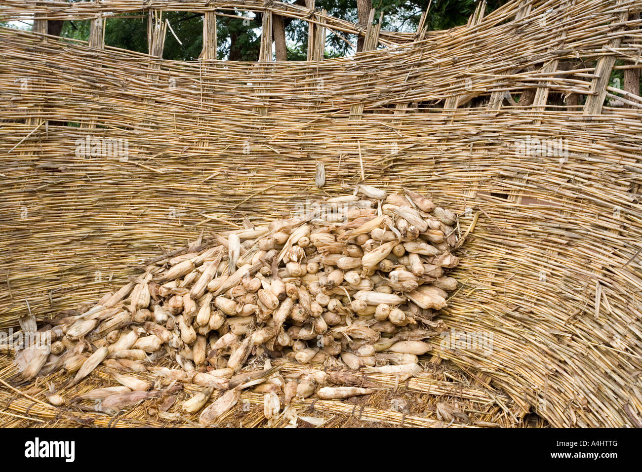 Eine schwindende Versorgung mit Maiskolben in die Getreidespeicher, Garner (Nkhokhwe) in das Dorf Kendekeza, Malawi, Afrika Stockfoto