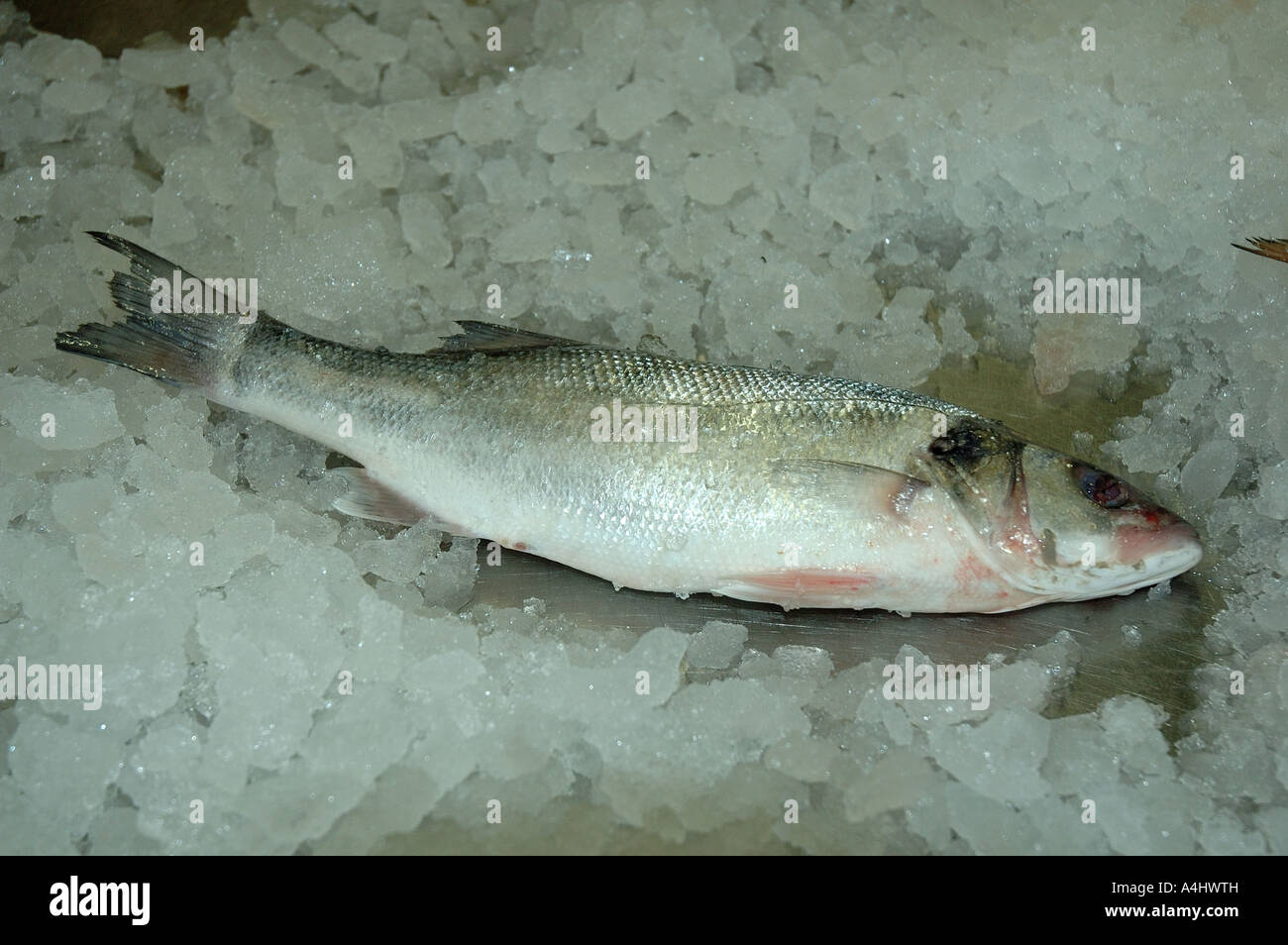 Dicentrachus Labrax Zeebaars in niederländischer Sprache Stockfoto