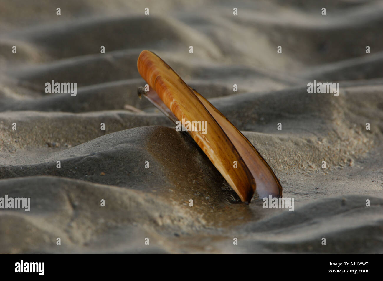 Atlantische Klappmesser Ensis directus Stockfoto