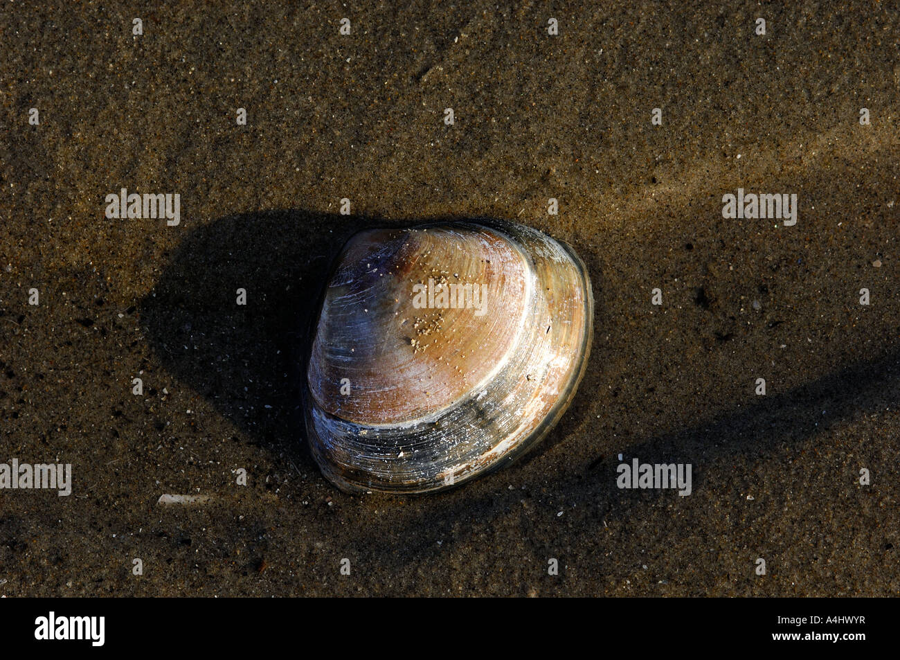 Durchleuchtet Trog Shell Mactra Corallina cinerea Stockfoto