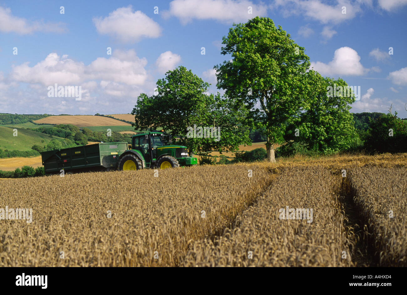 Beim Ernten von Weizen im Norden Dorset county England UK nach einer langen Periode der nassen Wetter im Jahr 2004 Stockfoto