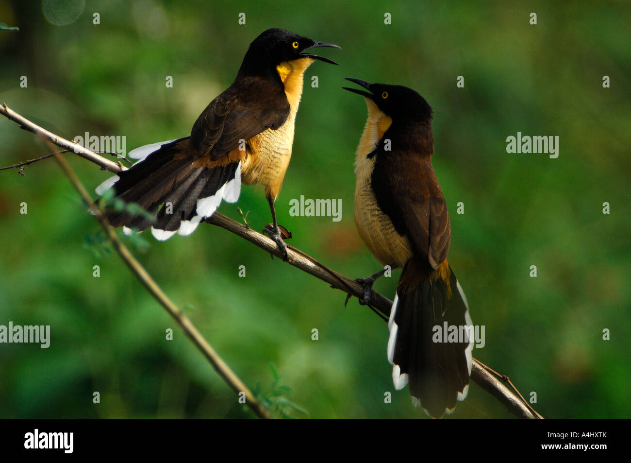 Donacobius Vögel schwarz begrenzt Donacobius Donacobius atricapillus Stockfoto