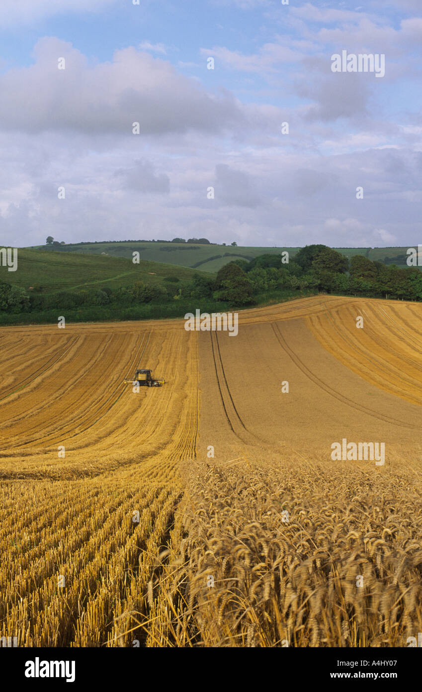 Verlassene Mähdrescher nach nassem Wetter in Dorset county England Großbritannien 2004 Stockfoto