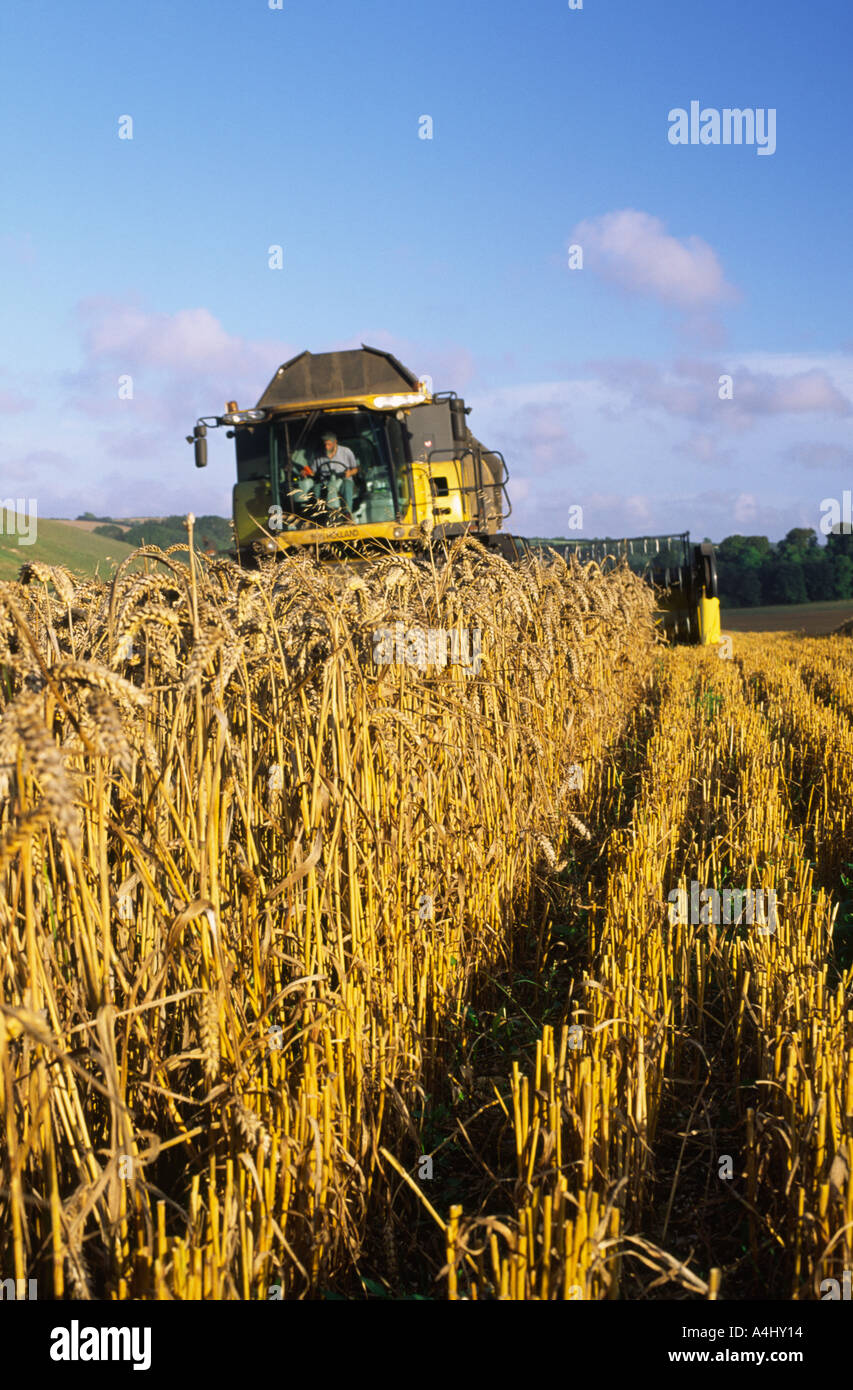 Kombination von Weizen im Norden Dorset county England UK nach einer langen Periode der nassen Wetter im Jahr 2004 Stockfoto