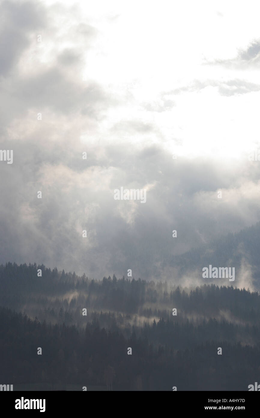 Nebel steigt aus den Wäldern nach Regen. Stockfoto