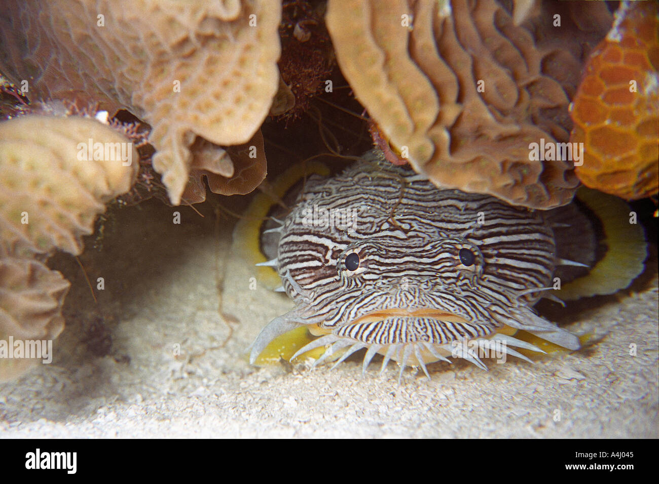 Herrliche Krötenfisch Sanopus Splendidus Cozumel Mexiko Stockfoto