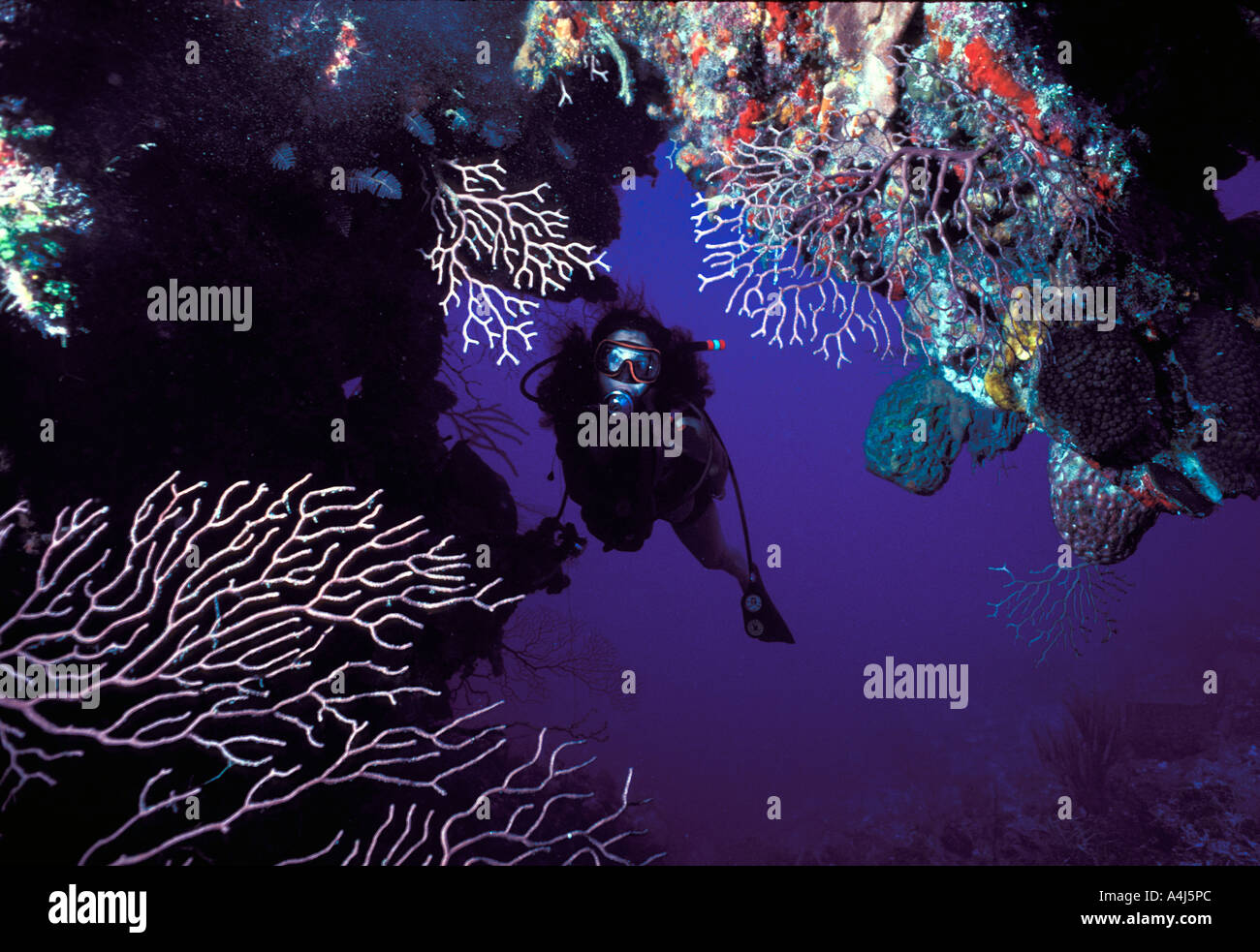 Unterwasser Taucher mit Gorgonien Stockfoto