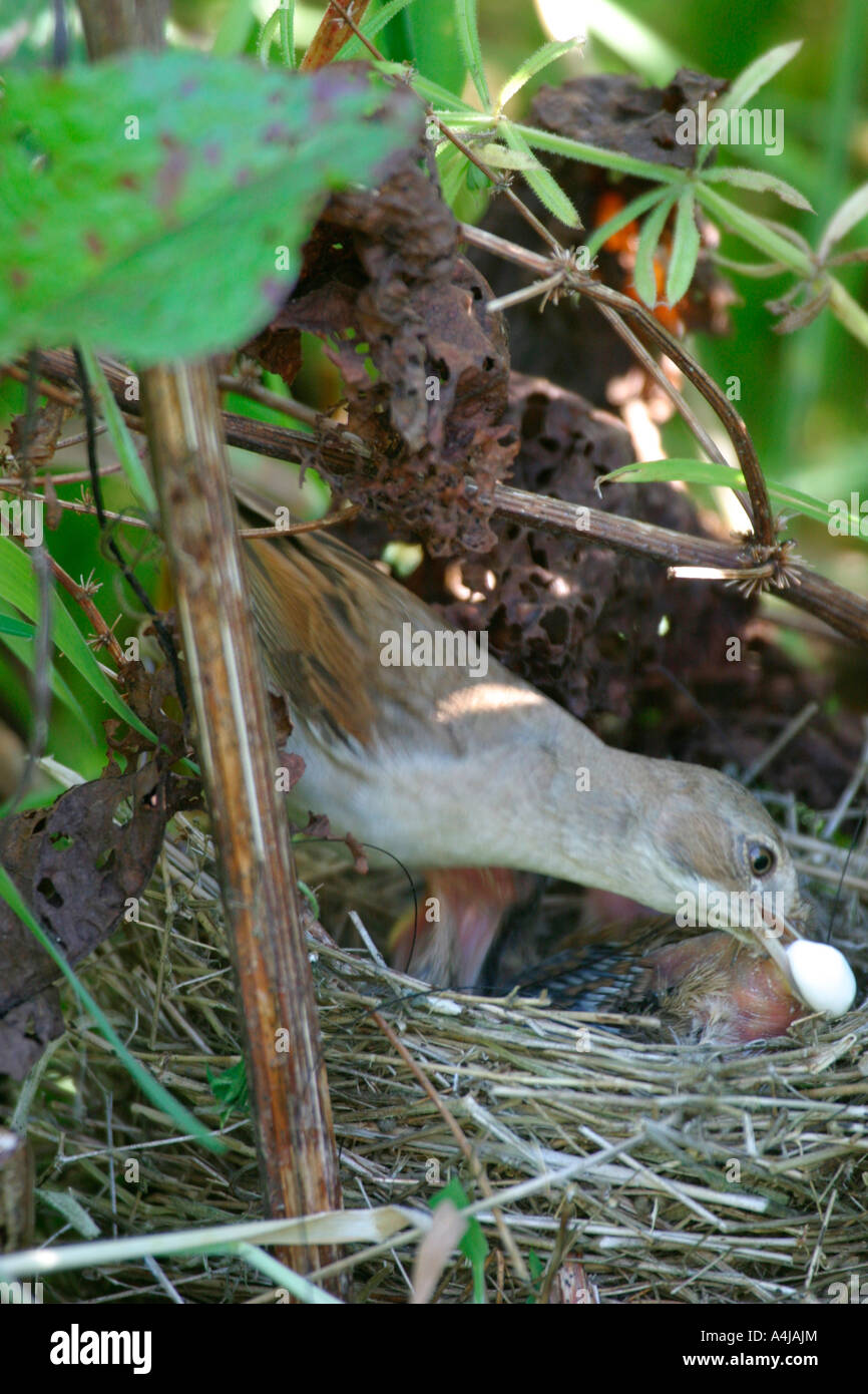 WHITETHROAT SYLVIA COMMUNIS MÄNNLICHEN ENTFERNEN ABWURF VON NEST SV Stockfoto