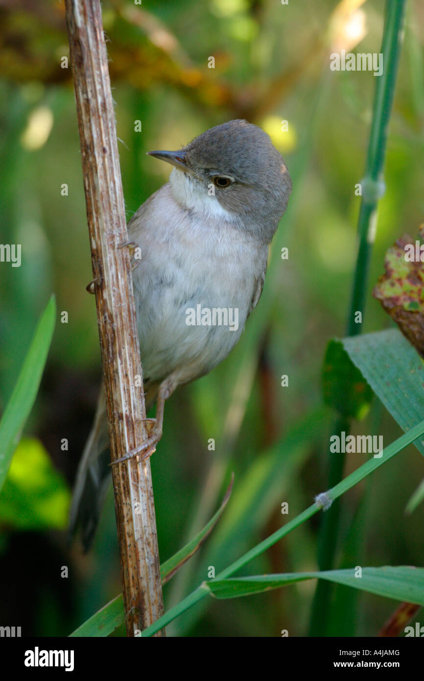 WHITETHROAT SYLVIA COMMUNIS MÄNNLICHEN ON NARREN PETERSILIE Stockfoto