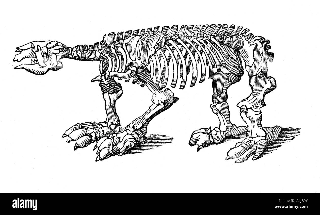 Skelett von Megatherium, erloschenen giant Ground Sloth, 1833 Künstler: Jackson Stockfoto