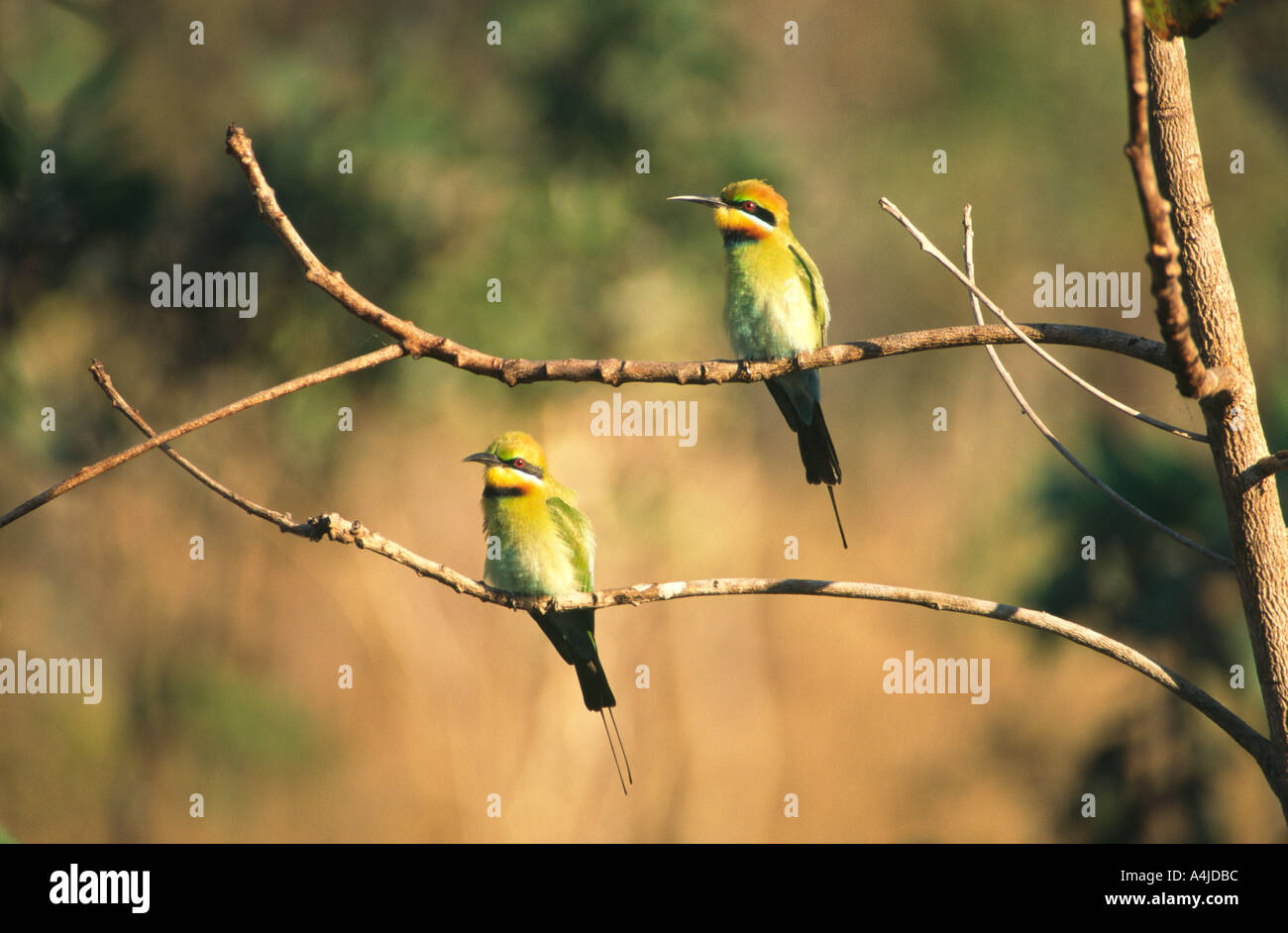 Regenbogen Bienenfresser Merops Ornatus Northern Territory Australien wild Stockfoto