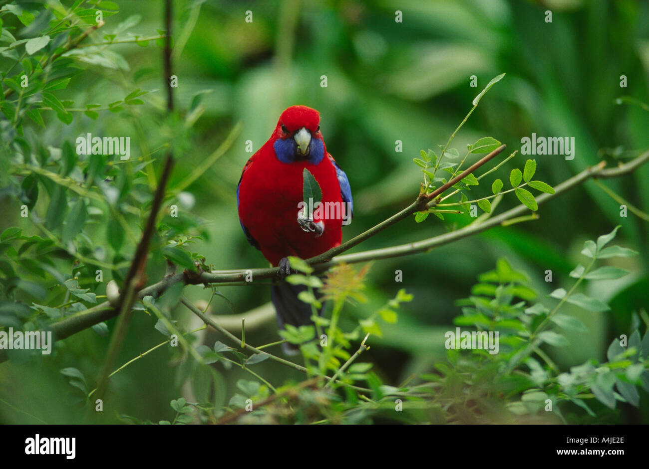 Pennantsittich Platycercus Elegans Essen verlässt Australien Stockfoto
