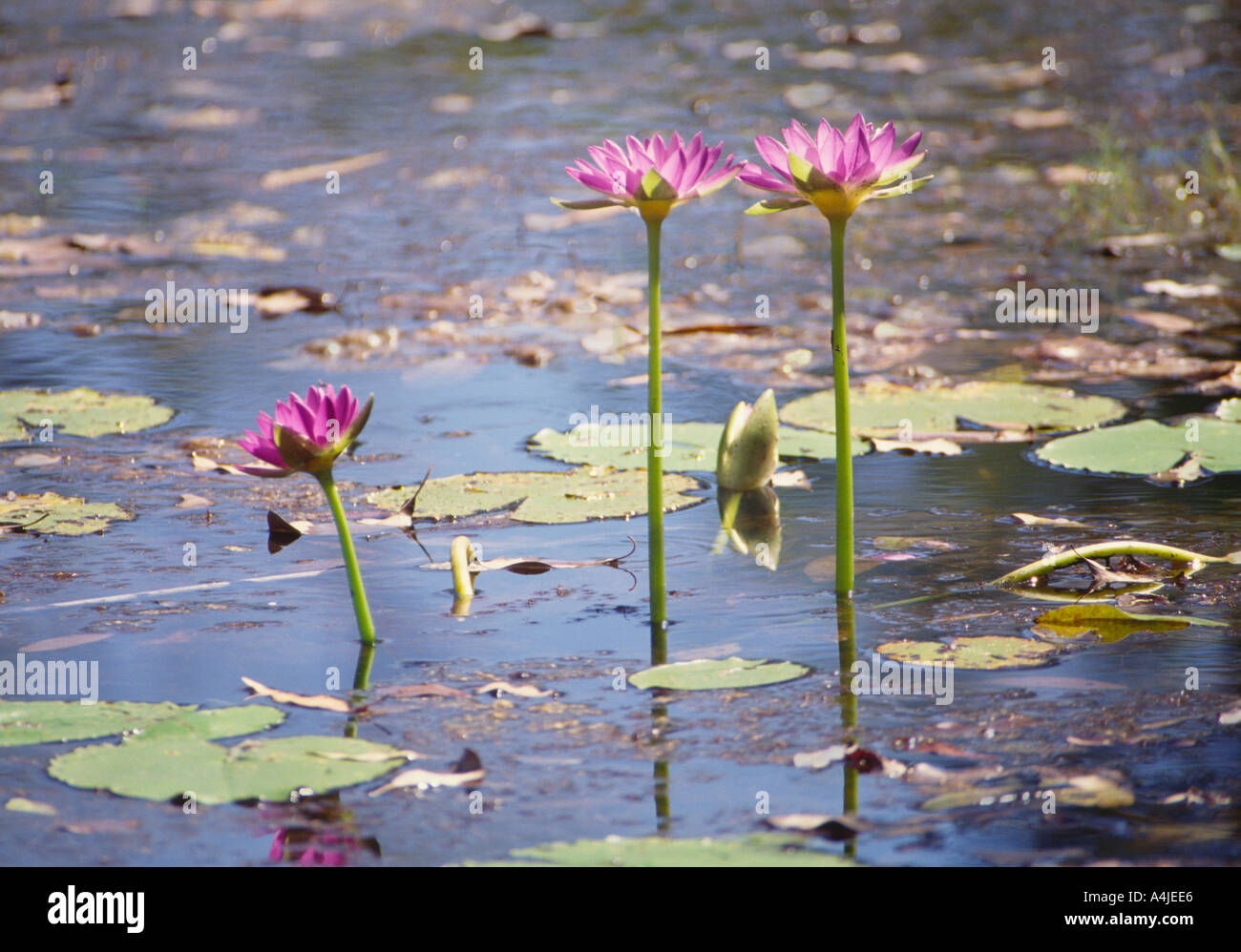 Blaue Seerosen im Billabong Nymphaea Gigantea Northern Territory Australien Stockfoto