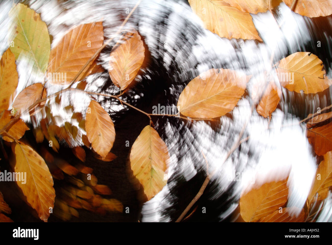 Letztere läßt auf eine Buche Baum Fagus Sylvatica im Herbst.  Verschwommen Stockfoto