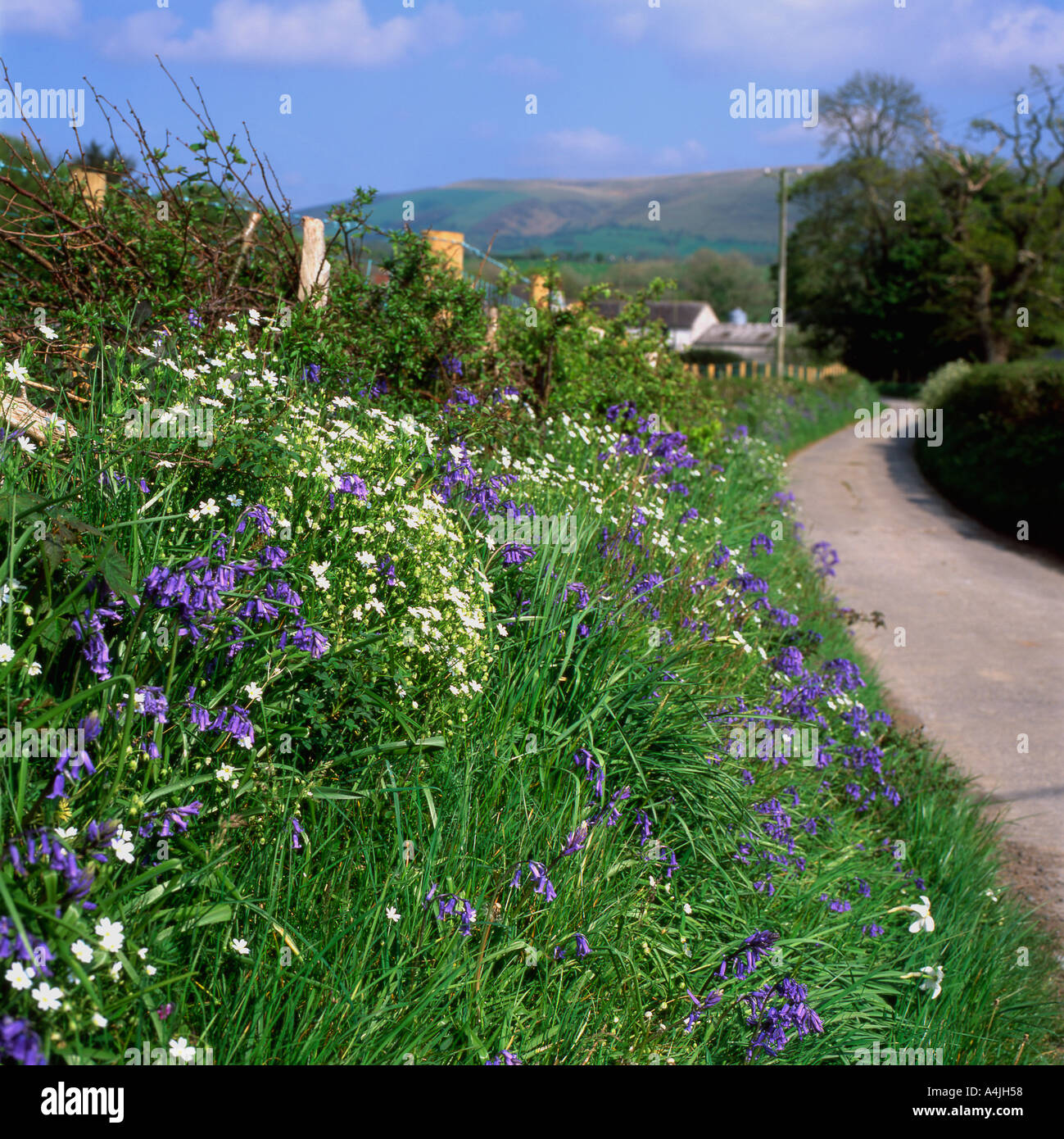 Ein Feldweg, gesäumt von Wildblumen in Myddfai, Carmarthenshire, Wales UK KATHY DEWITT Stockfoto