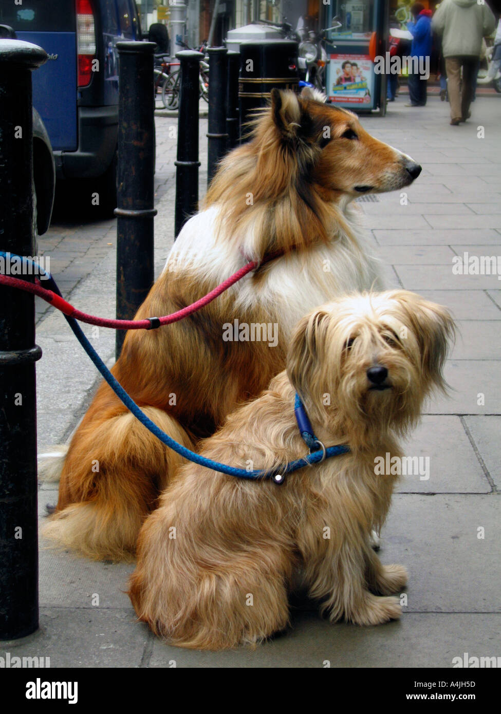 Warten auf den Meister 2 Stockfoto