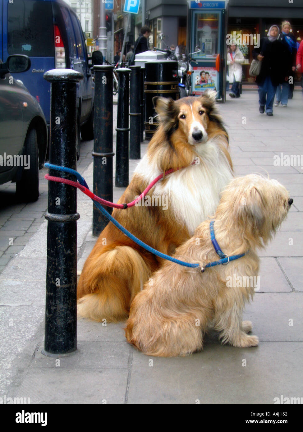 Warten auf den Meister Stockfoto