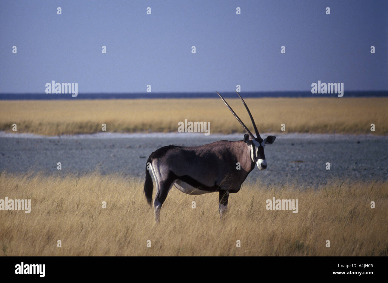 Oryx-Antilopen oder Gemsbok in Savanne Etosha Nationalpark Namibia Afrika Stockfoto