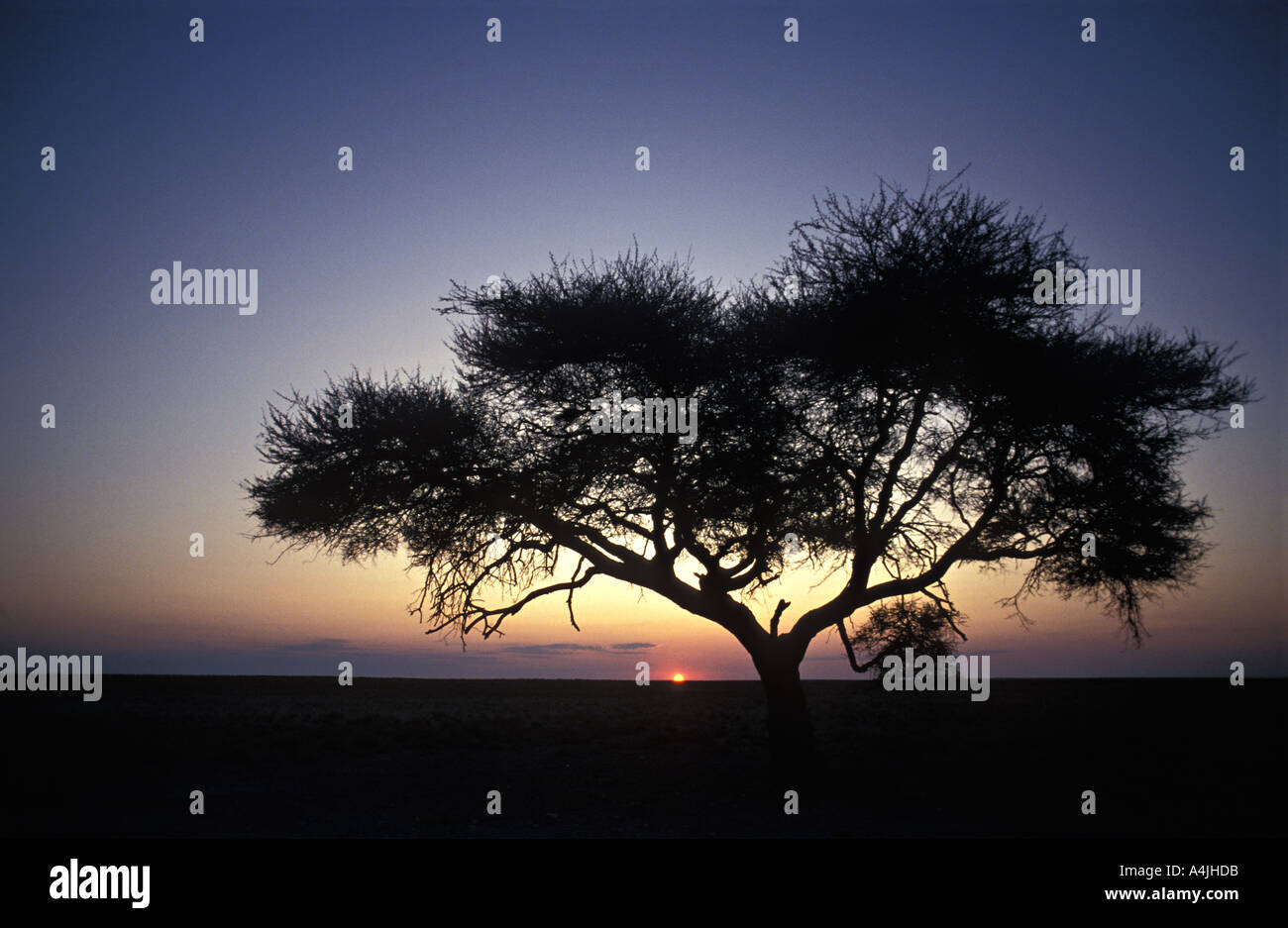 Baum in flachen Savanne mit Abendsonne Namibia Afrika Stockfoto