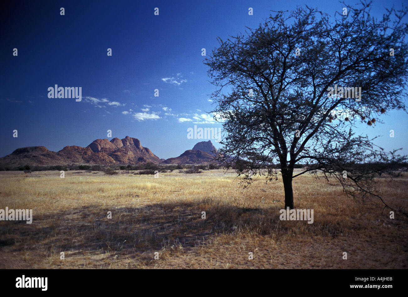 Baum und Gebirge in Namibia Afrika Savanne Stockfoto
