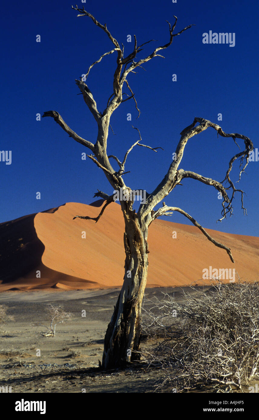 Toter Baum mit Sand Düne Namibia Afrika Stockfoto