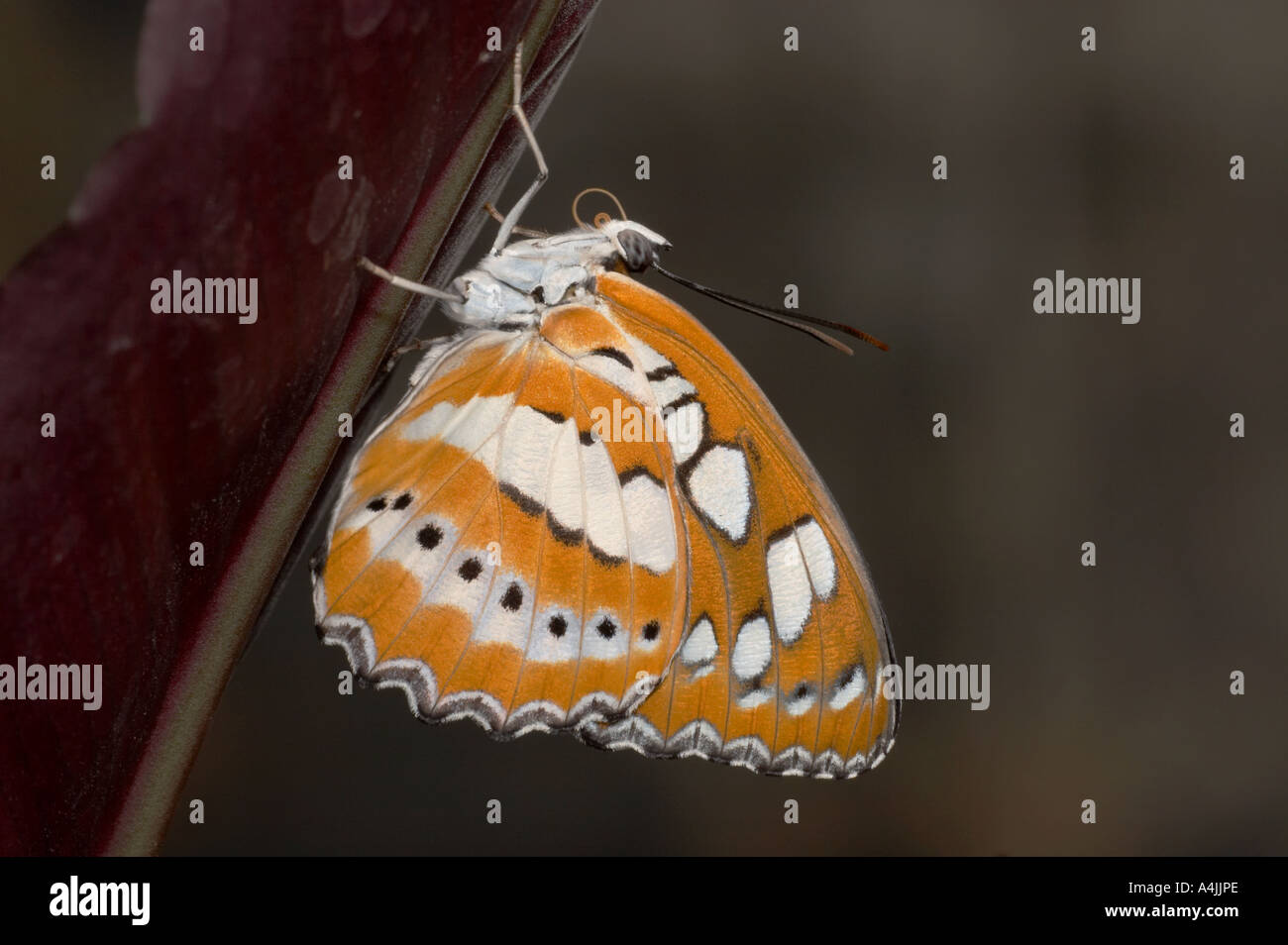 Gemeinsamen Sergeant Schmetterling Unterseite - Athyma perius Stockfoto