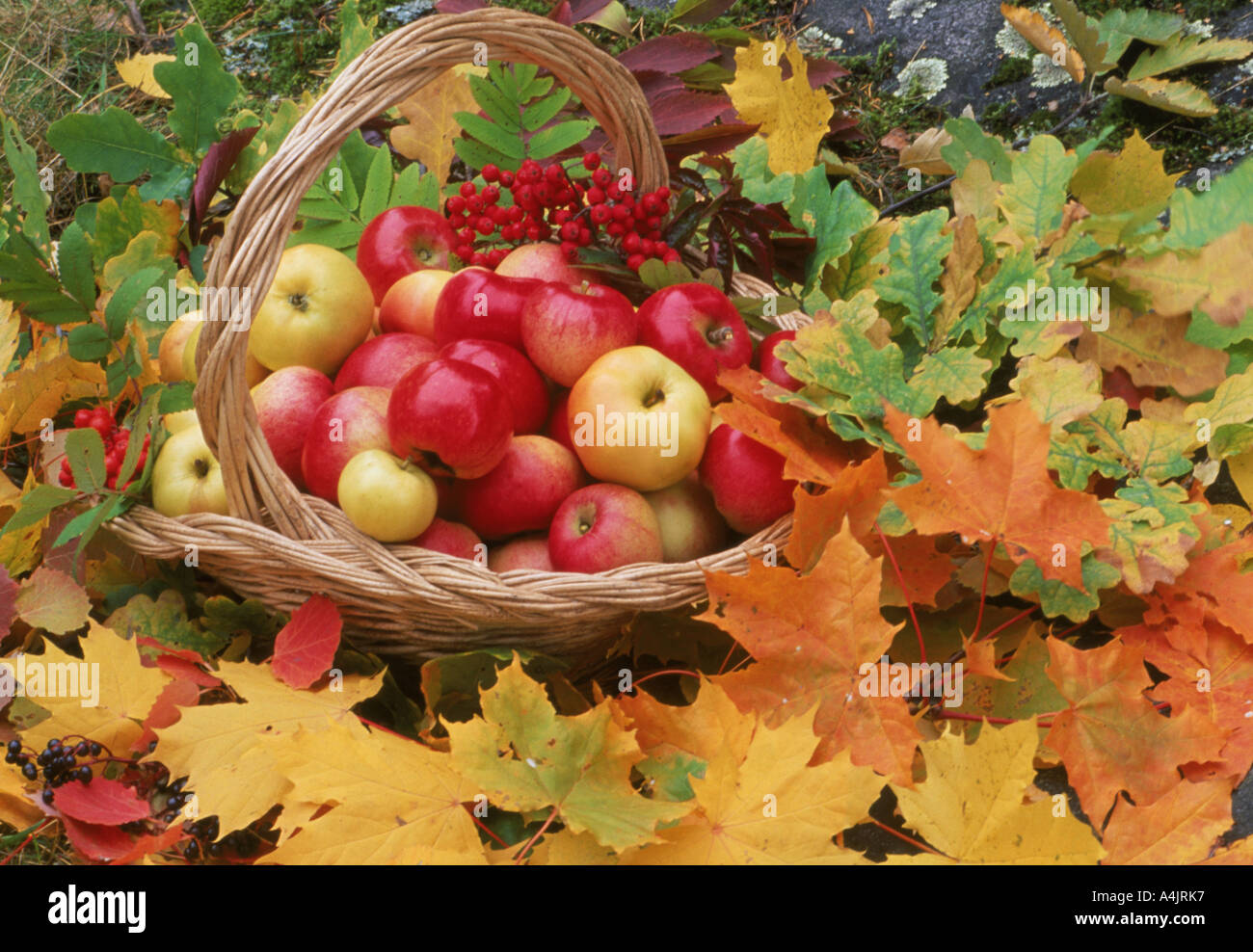 Äpfel im Korb auf gefallenen Herbst Blätter Stockfoto