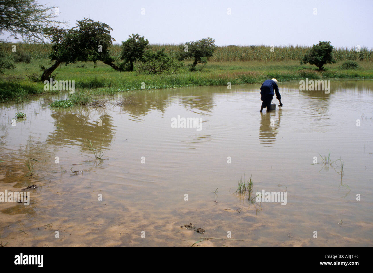 Sammeln von Wasser in Guinea-Wurm-verseuchten Teich, Niger. Stockfoto
