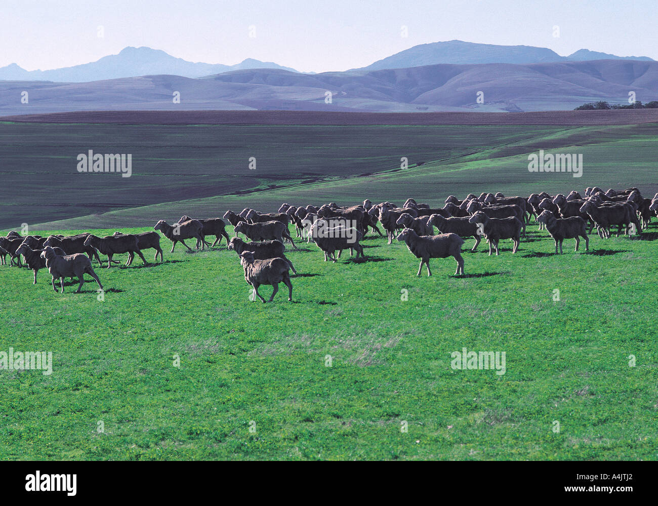 Schafe im Hügelland der Langeberge Kapprovinz in Südafrika Stockfoto