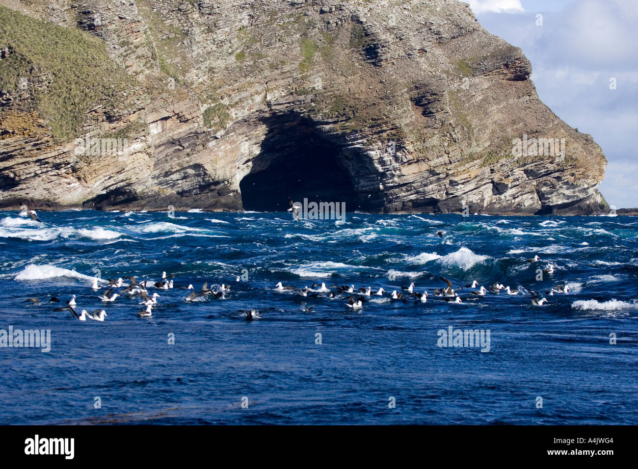 Schwarzen browed Albatros Diomedea Melanophris strömen Fischerei vor Westpoint Insel in den Falkland-Inseln Stockfoto