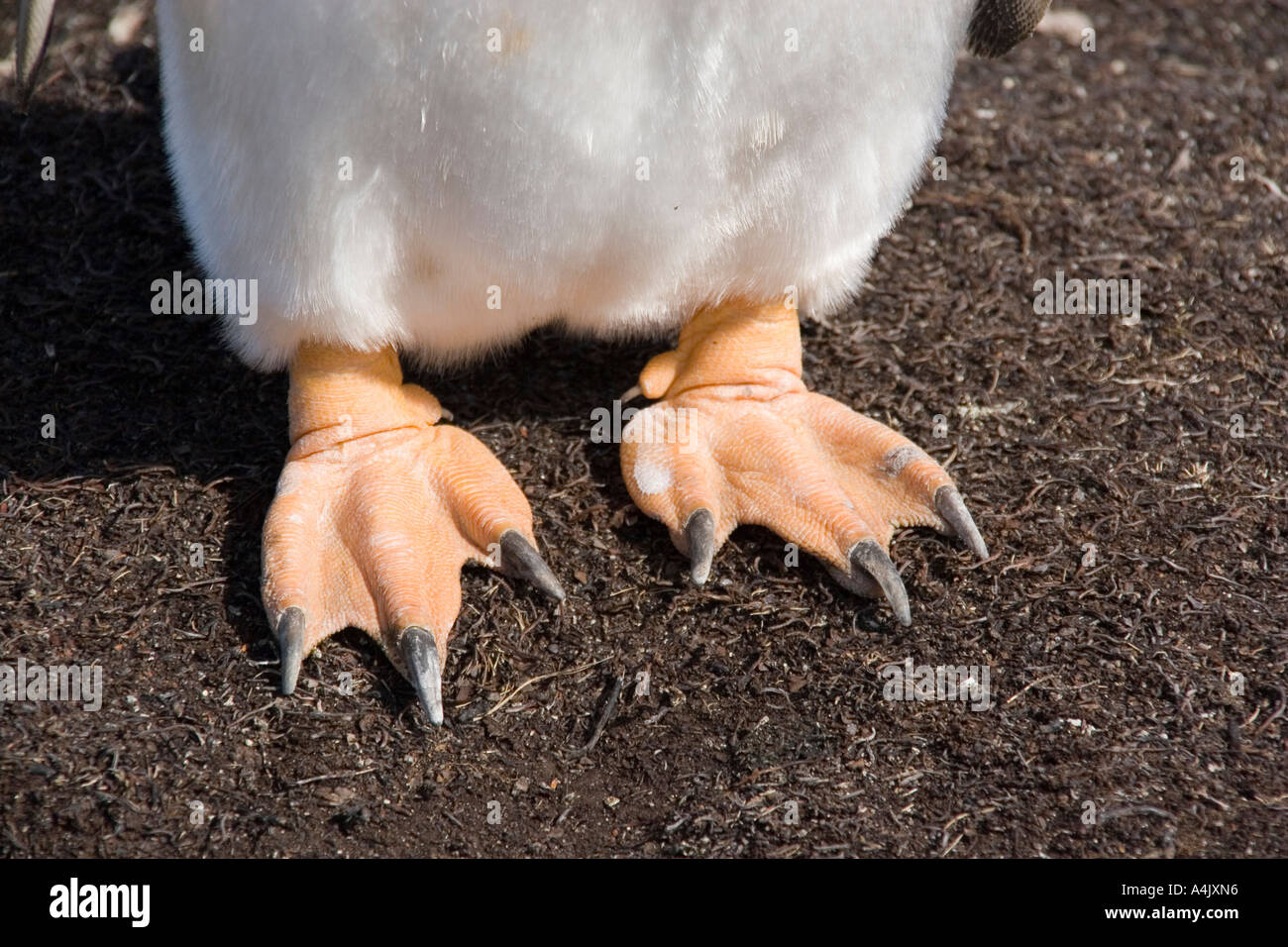 Gentoo Penguin Pygoscelis Papua webbed Füße Stockfoto