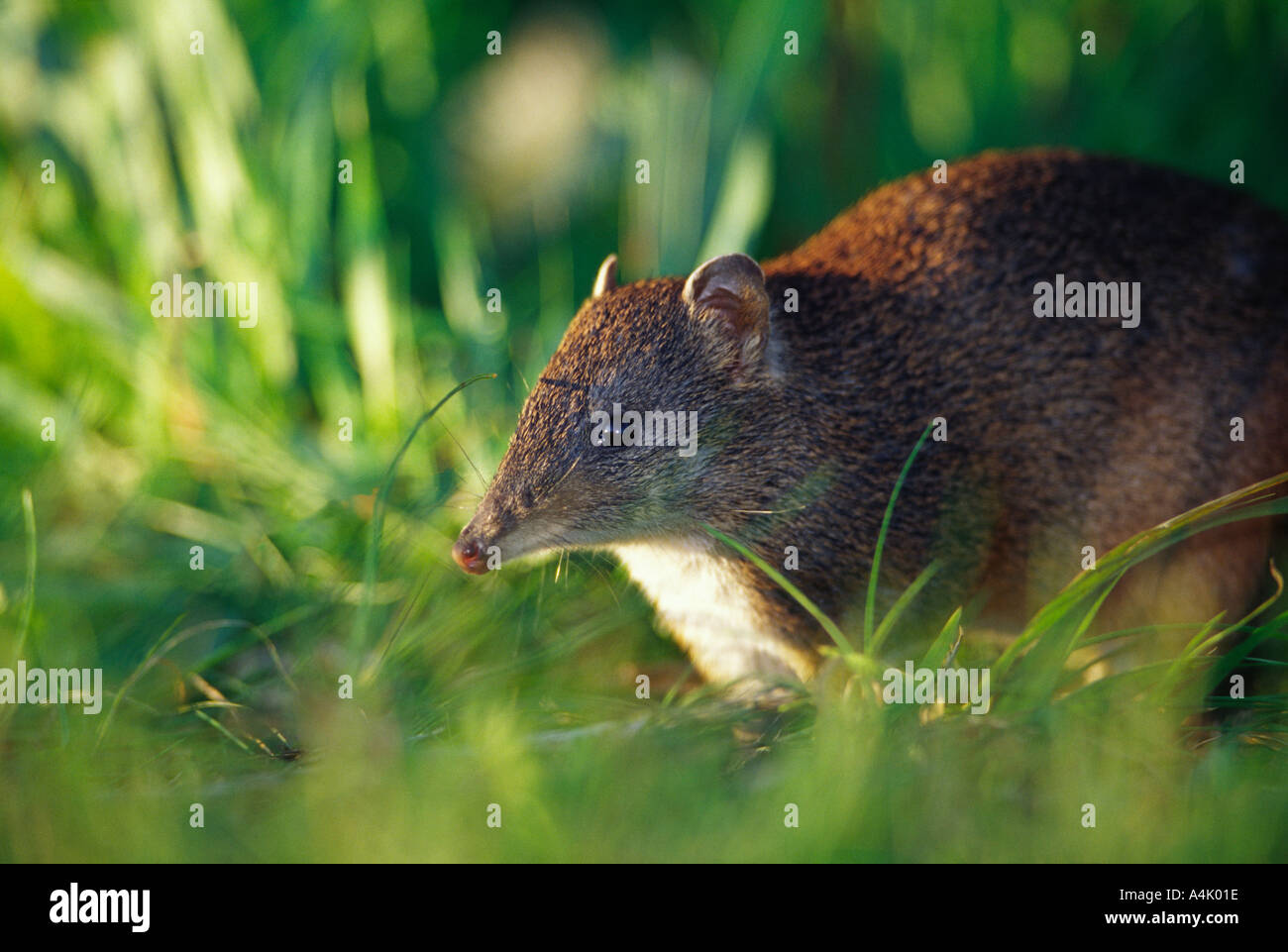 Südlichen braune Bandicoot Isoodon Obesulus Südwesten Westaustralien wild Stockfoto