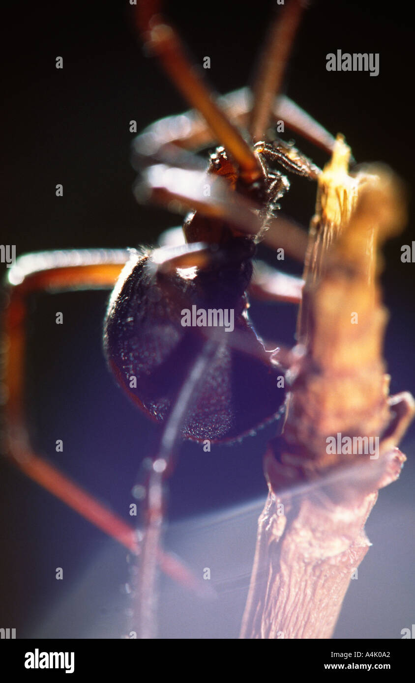 Redback Spinne weiblich hinter Seide Gewinde Latrodectus Mactans Hasselti Australien Stockfoto
