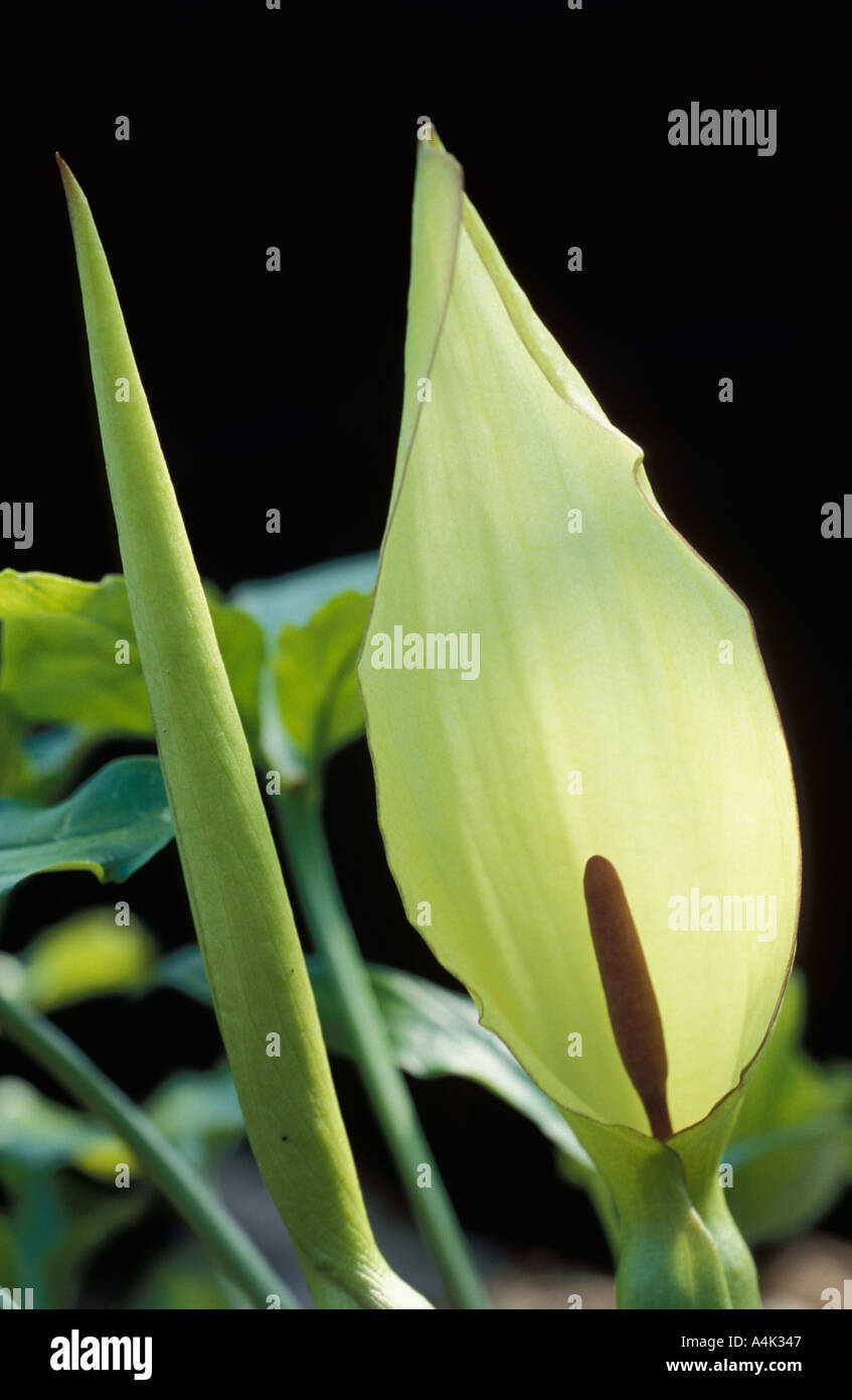 Herren und Lady Cuckoo Pint UK Stockfoto