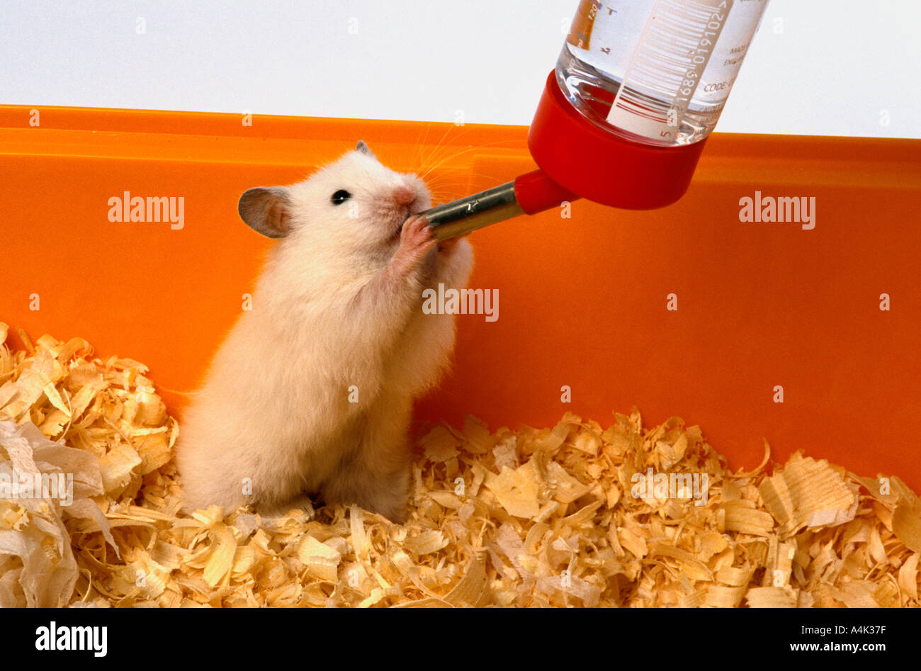 Hamster im Käfig Basis aus Flasche Wasser trinken Stockfotografie - Alamy