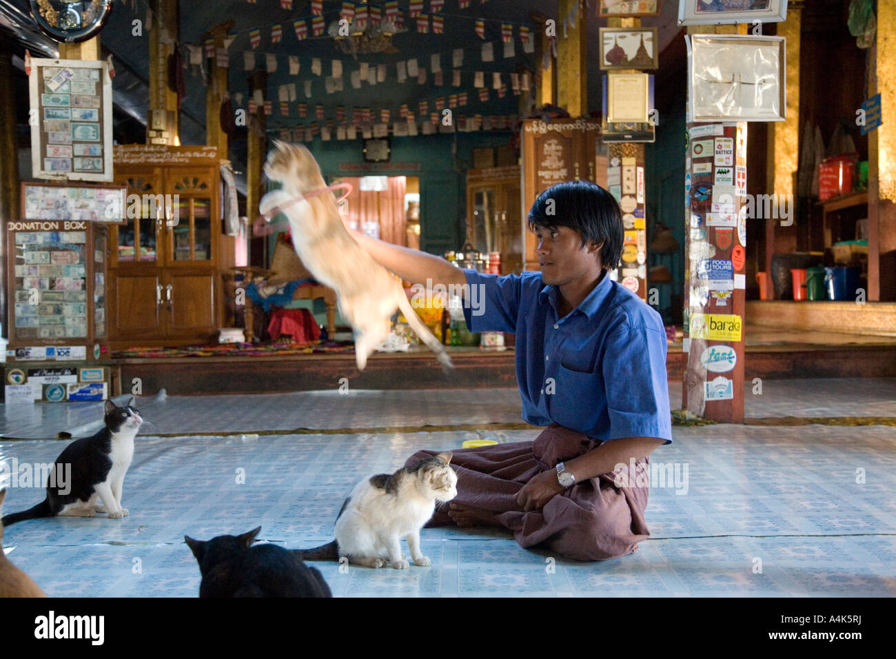 Springende Katze Kloster, Inle-See, Myanmar Stockfoto